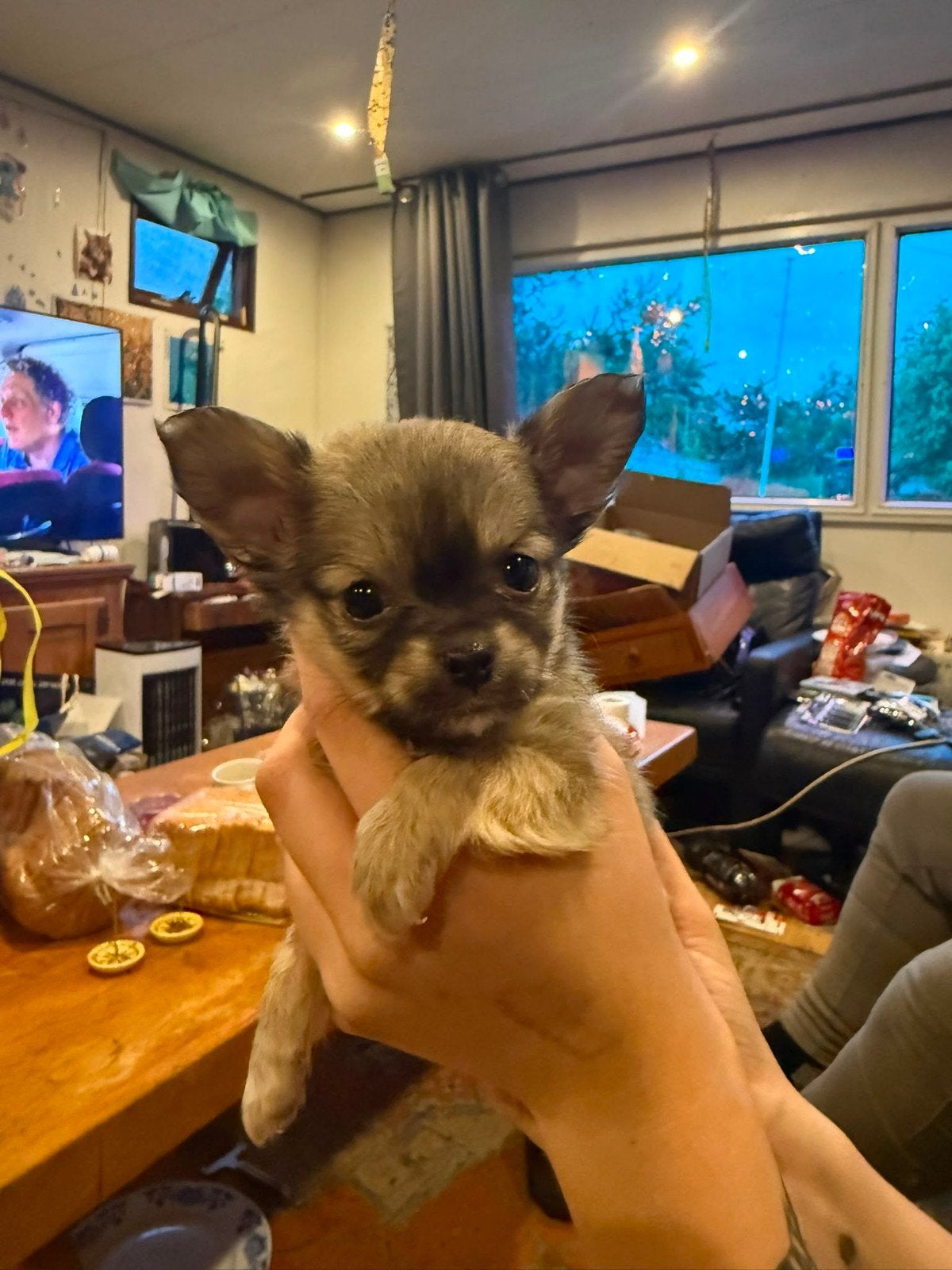 Chihuahua pups, Dieren en Toebehoren, Honden | Chihuahua's en Gezelschapshonden, 8 tot 15 weken, Parvo, Meerdere, Meerdere dieren