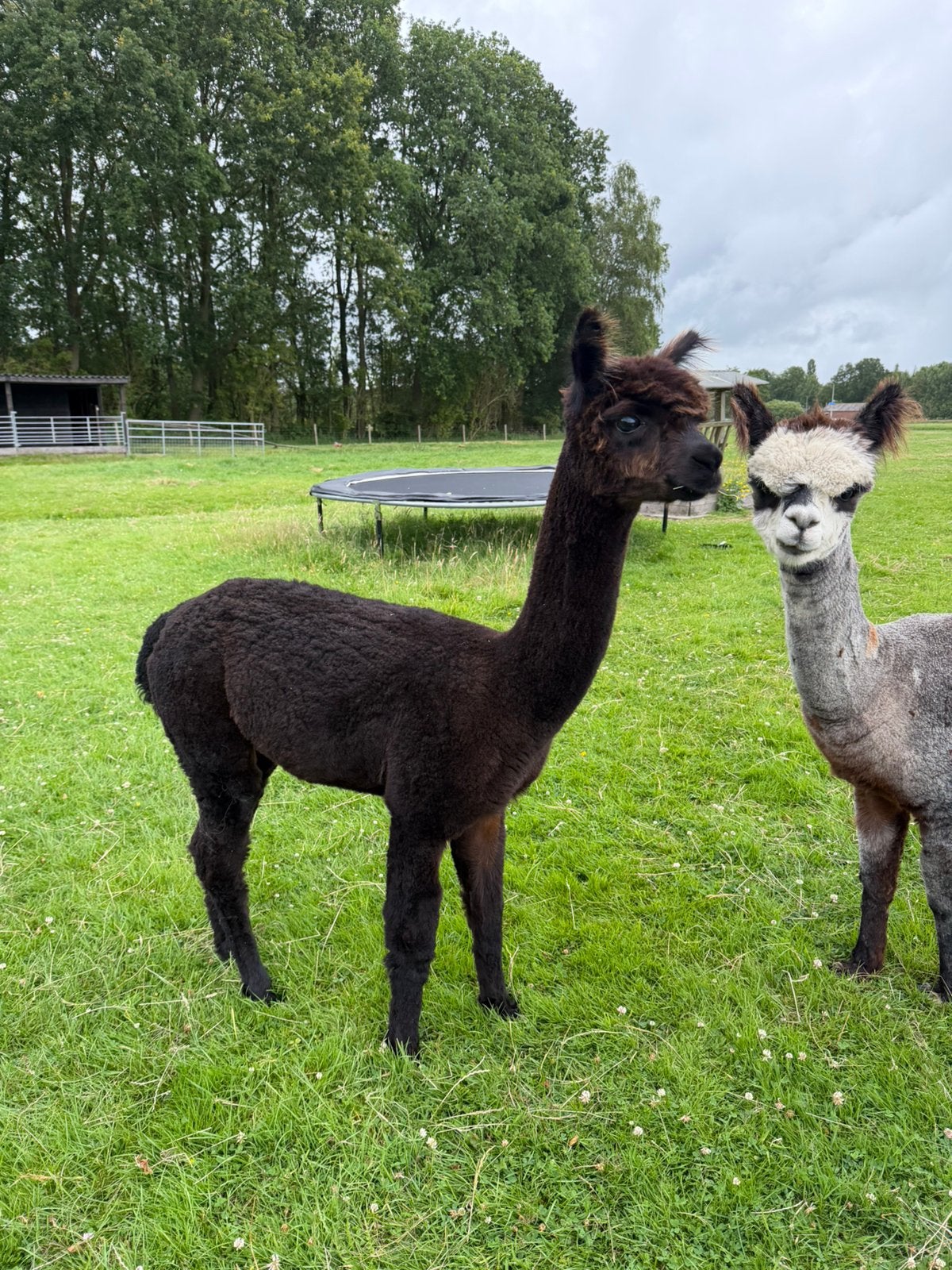 Alpaca hengst 5 juni 2025 top dier!, Dieren en Toebehoren, Juni, Mannelijk