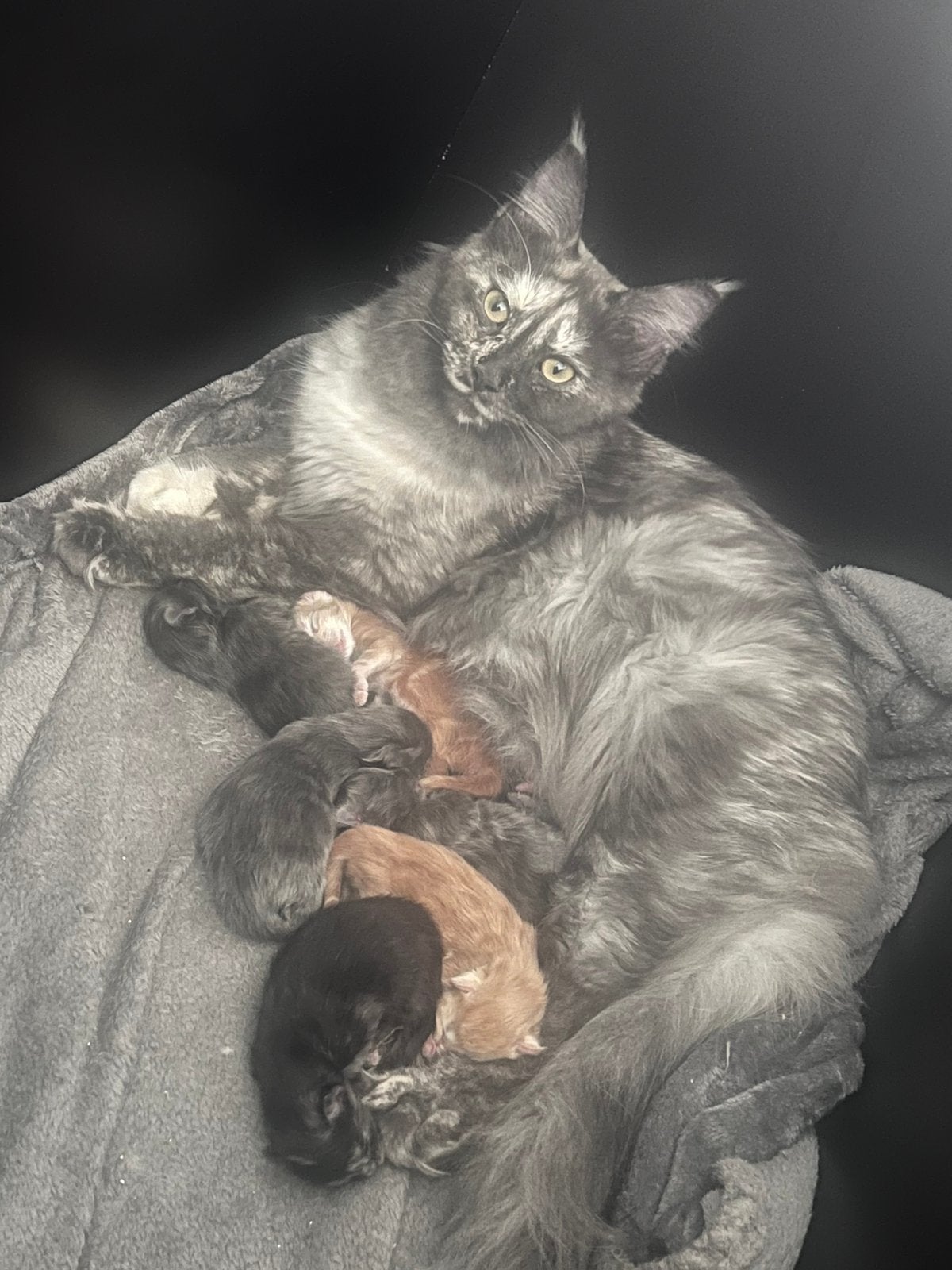 Maine coon kittens, Dieren en Toebehoren, Meerdere dieren, Ontwormd, 0 tot 2 jaar