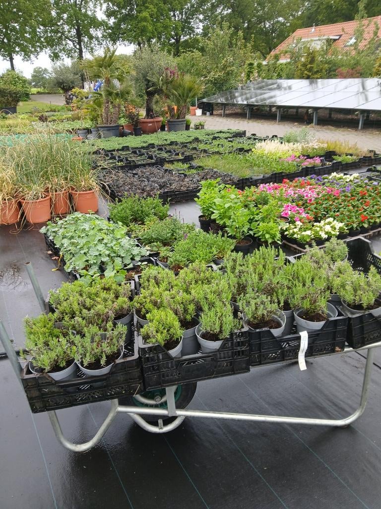 Restpartij Lavendel 'Hidcote' in 2 liter pot 2.25 euro stuk, Tuin en Terras, Planten | Tuinplanten, Ophalen, Overige soorten, Volle zon