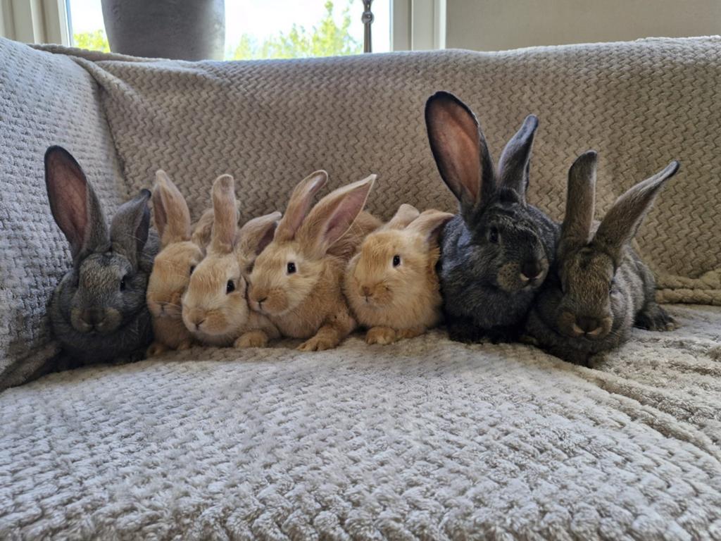 Lieve Vlaamse reuzen, Dieren en Toebehoren, Konijnen, Vrouwelijk, Groot, 0 tot 2 jaar