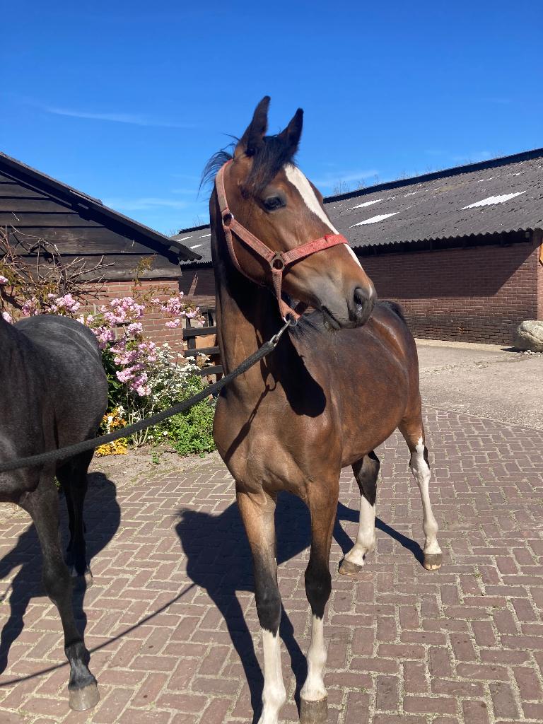 Tuigpaarden, Dieren en Toebehoren, Paarden, Meerdere dieren, 0 tot 2 jaar