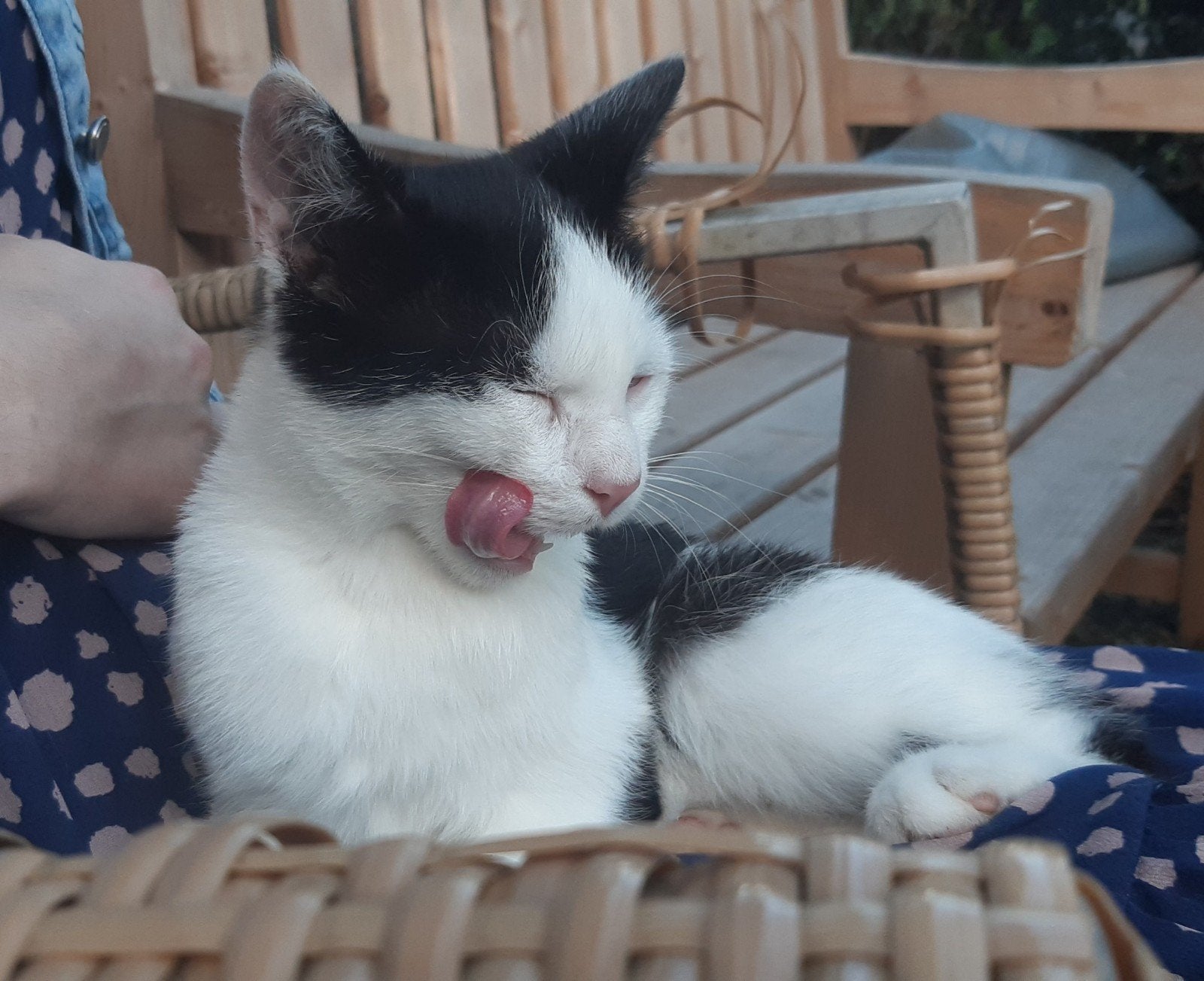 Schattige kitten zoekt een lief huisje, Dieren en Toebehoren, Poes, Kortharig, 0 tot 2 jaar
