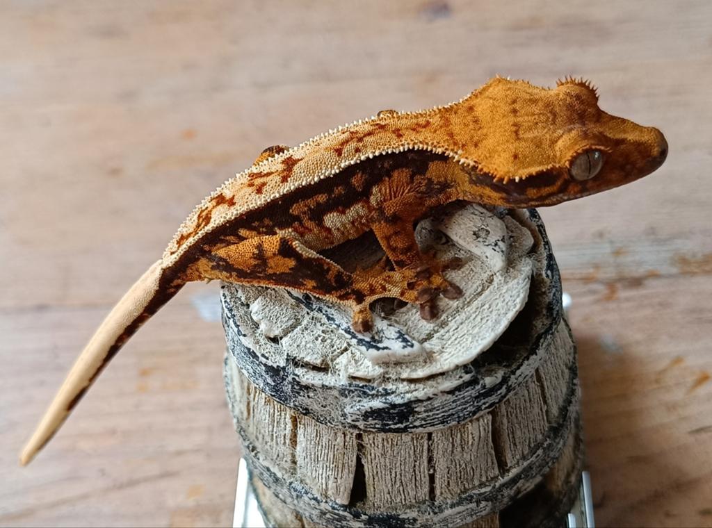 Wimpergekko nakweek 2025 tricolor Crested Gecko - unknown for sale from Sabrina