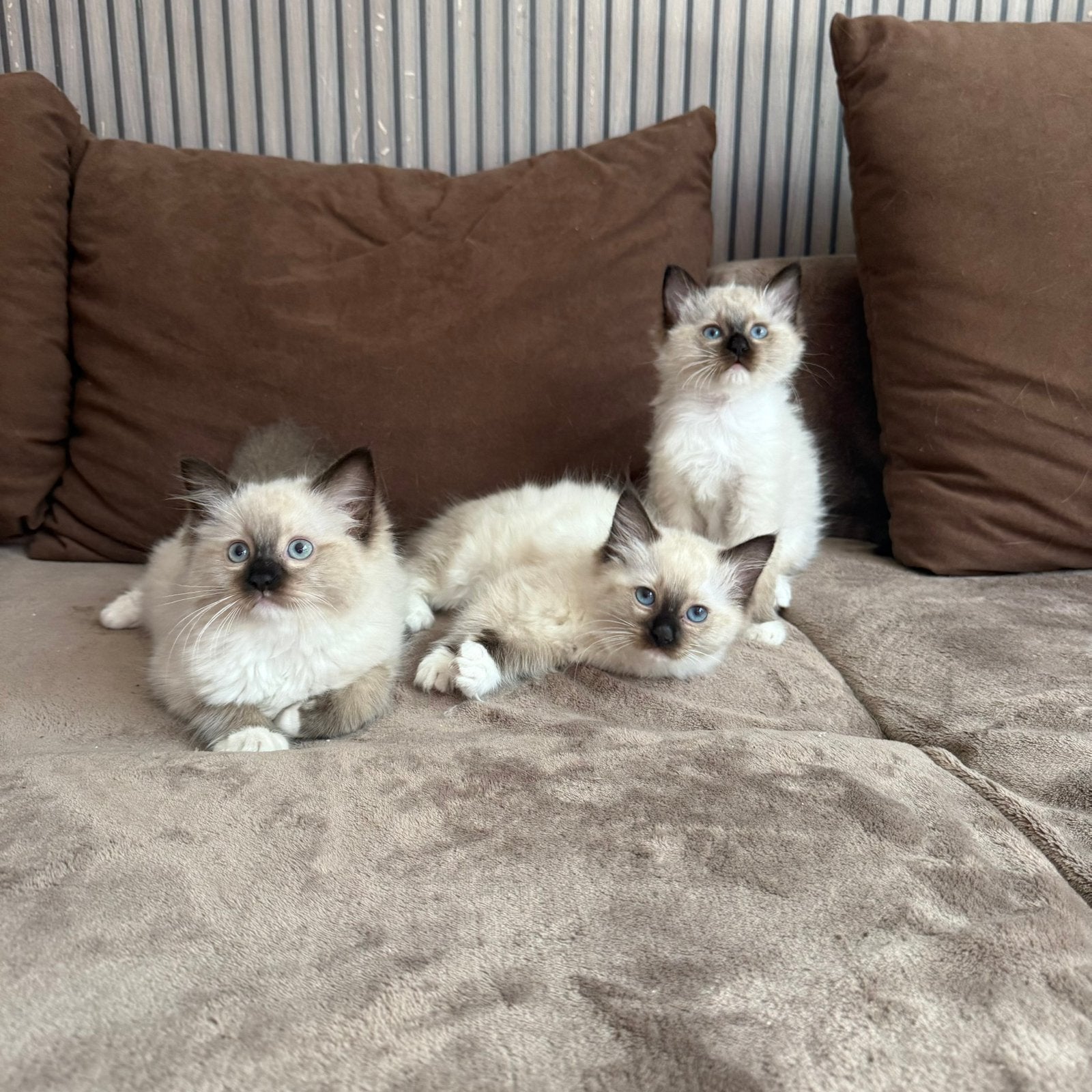 Ragdoll kittens, Meerdere dieren, Met stamboom