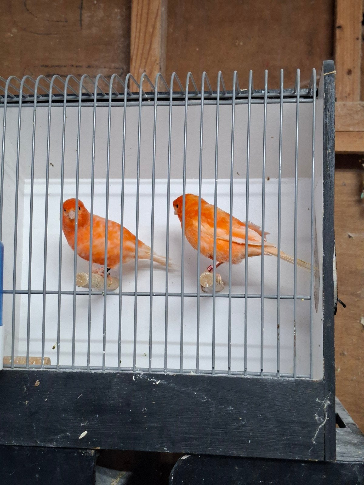 Koppel rode kanaries, Meerdere dieren, Kleurkanarie
