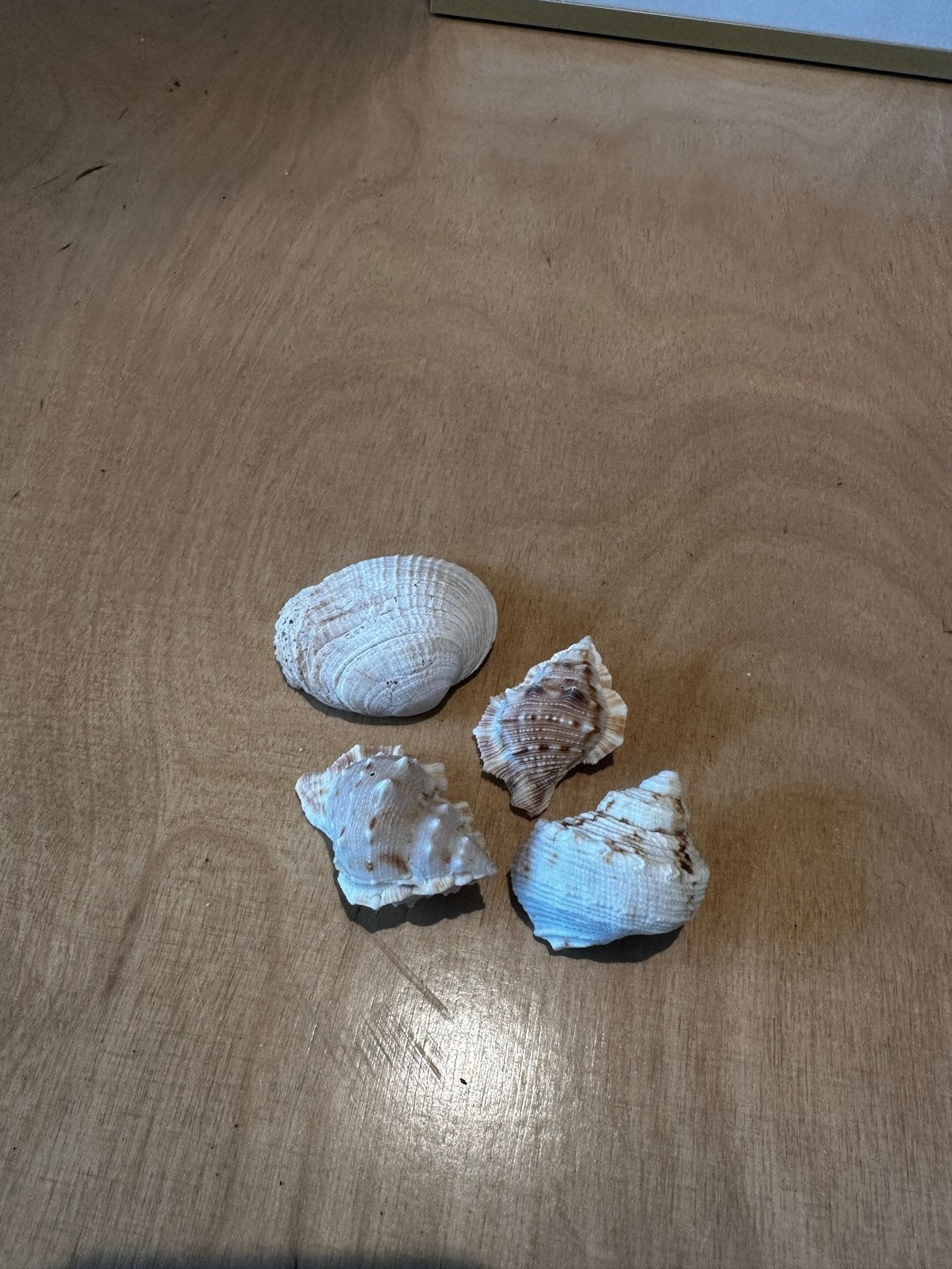 4 stuks diverse schelpen, Ophalen of Verzenden, Gebruikt
