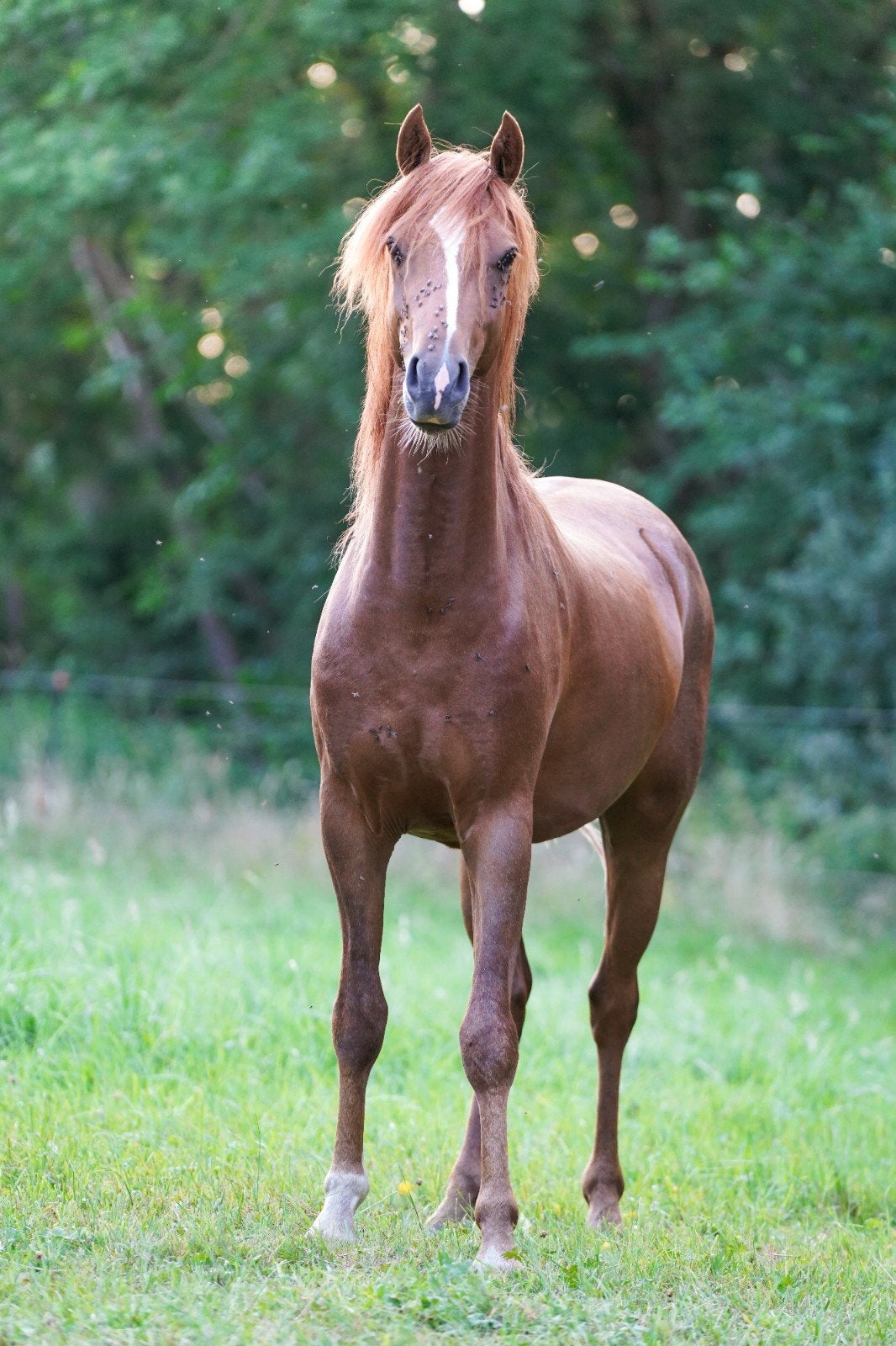 Stoere 2.5 jarige ruin, Dieren en Toebehoren, Ruin, C pony (1.27m tot 1.37m), 0 tot 2 jaar