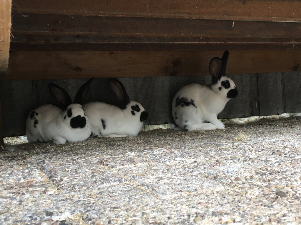 Lotharinger konijnen, tam ( 8 weken - ingeënt), Dieren en Toebehoren, Konijnen, Meerdere dieren, Middelgroot, 0 tot 2 jaar