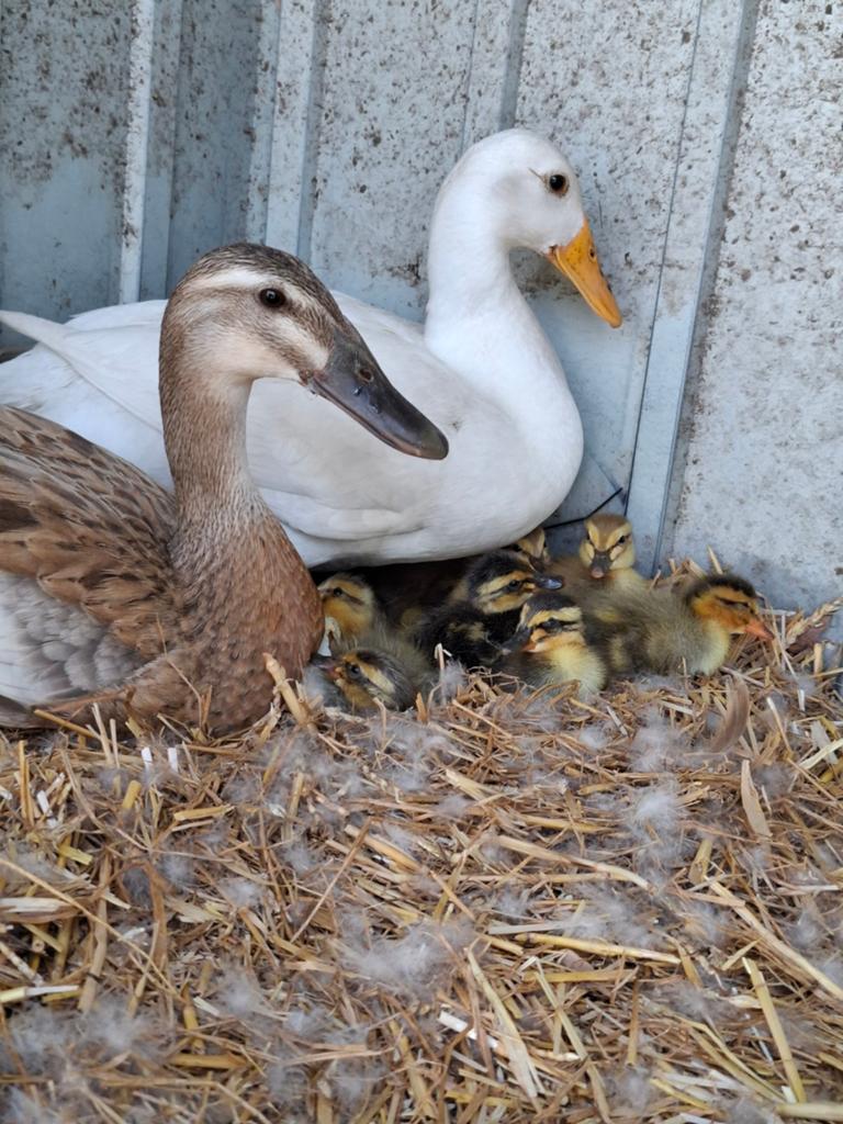 Loopeenden pulletjes, Dieren en Toebehoren, Pluimvee, Geslacht onbekend, Eend