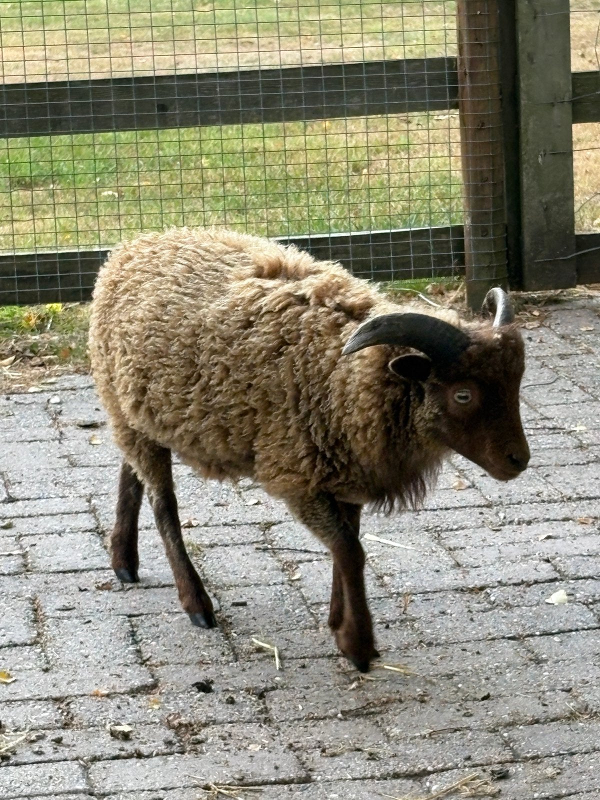 Ouessant ram grijs te koop of ruilen, Mannelijk, Schaap, 0 tot 2 jaar