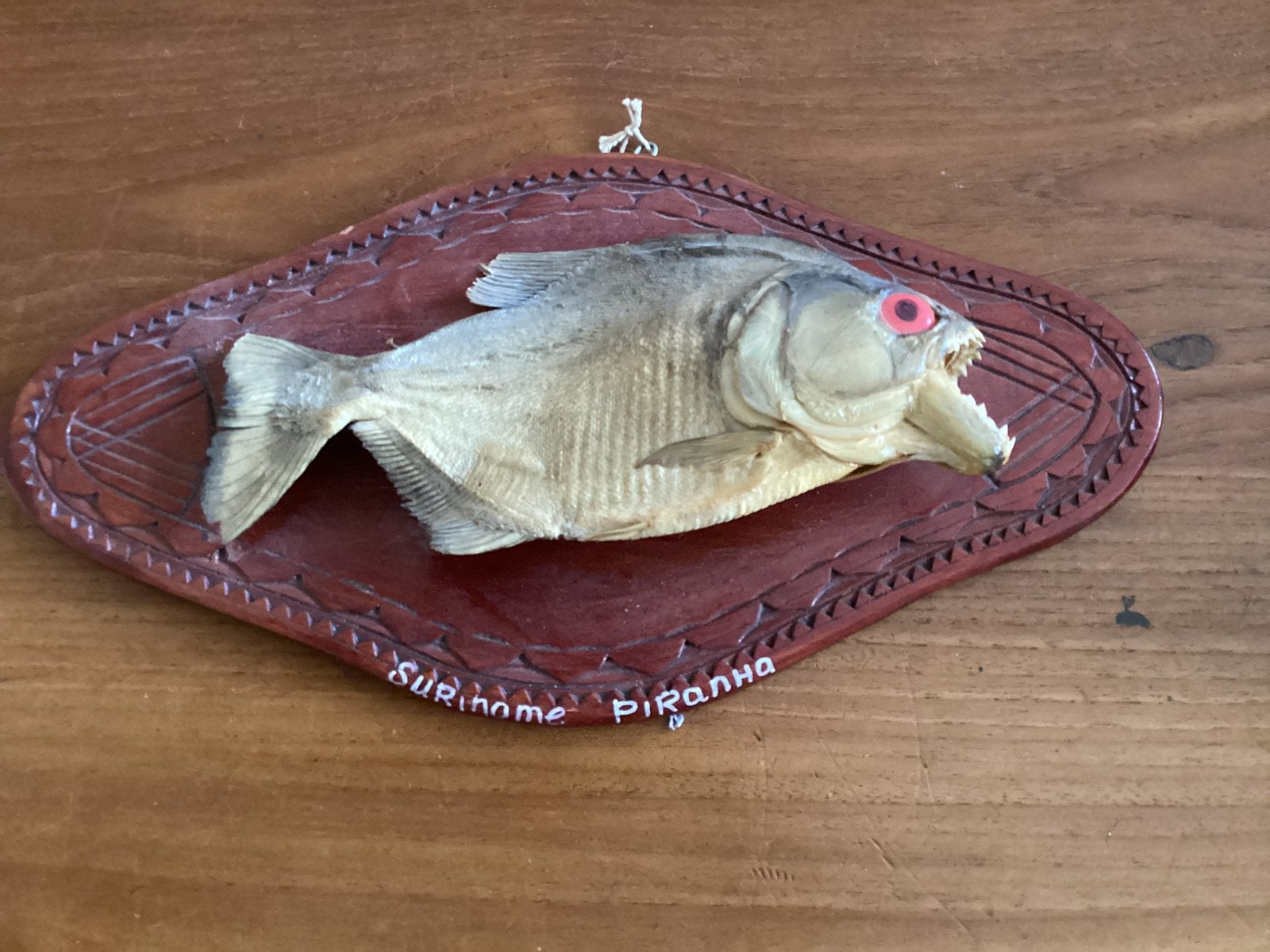 Piranha - opgezet., Ophalen of Verzenden, Overige soorten, Opgezet dier