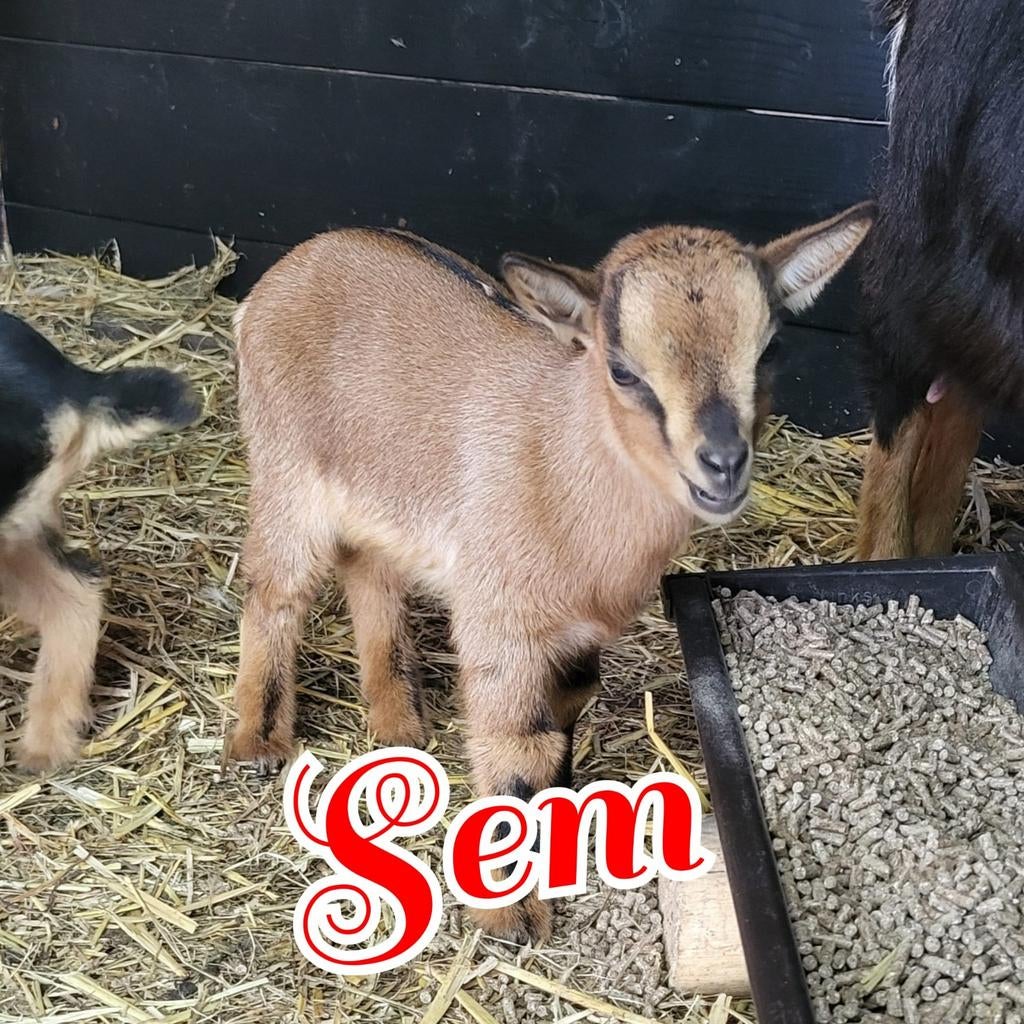 Bokje te koop van 13 april 2026, Mannelijk, Geit