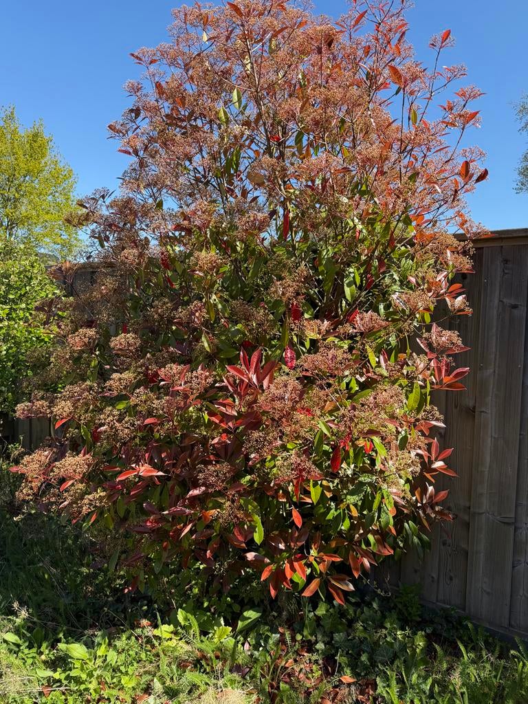 Glanzmispel (Photinia Fraseri 'Red Robin'), Tuin en Terras, Volle zon, Vaste plant, Lente, Ophalen