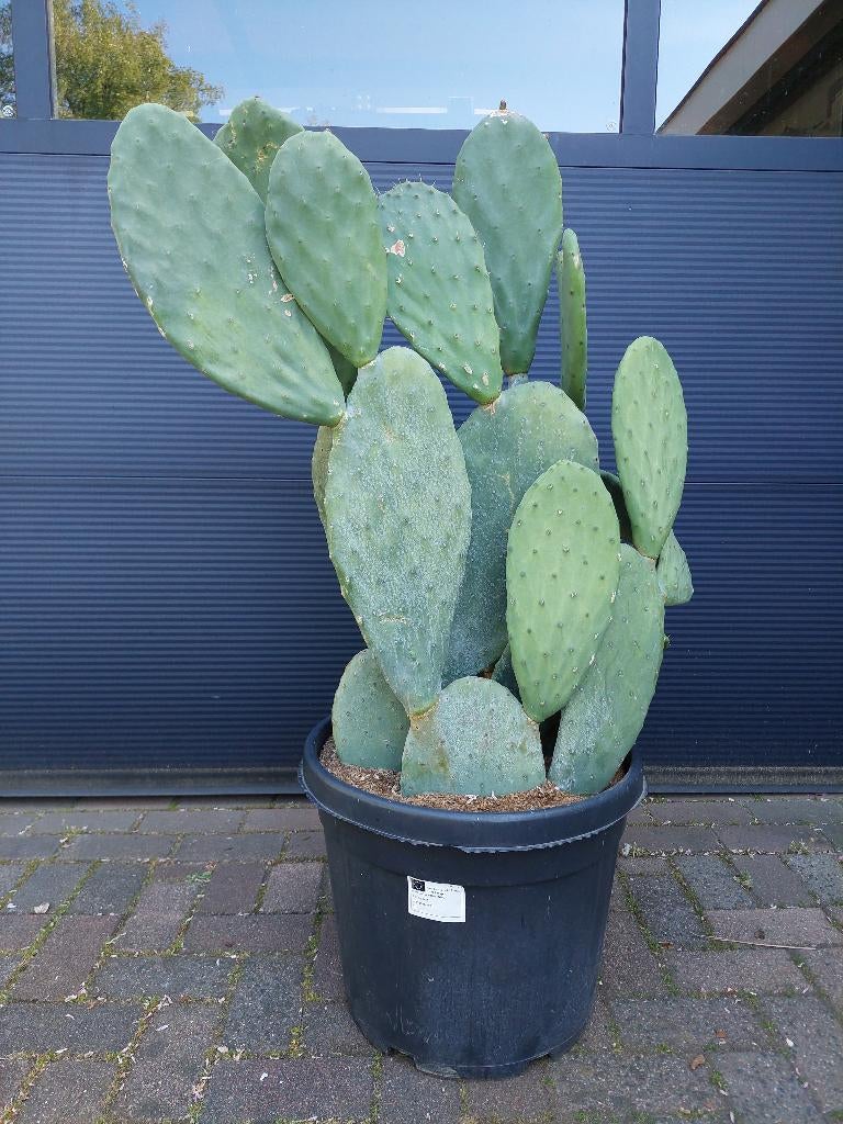 XL Opuntia Ficus Indica - Vijgencactus/Schijfcactus H:125cm., Volle zon, Vaste plant, Zomer, Ophalen