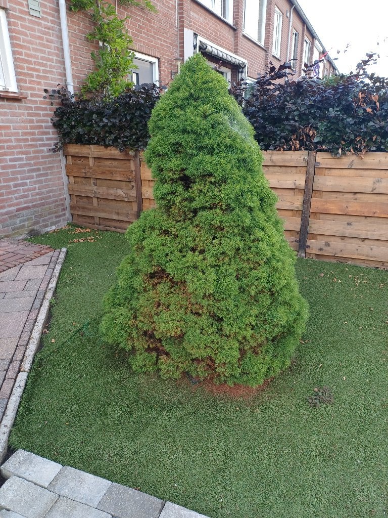 Gratis boompje, Tuin en Terras, Overige soorten, 100 tot 250 cm, Zomer, Ophalen