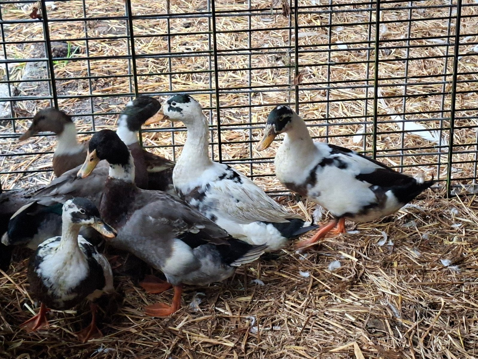 boeren eenden bont, Dieren en Toebehoren, Meerdere dieren, Eend