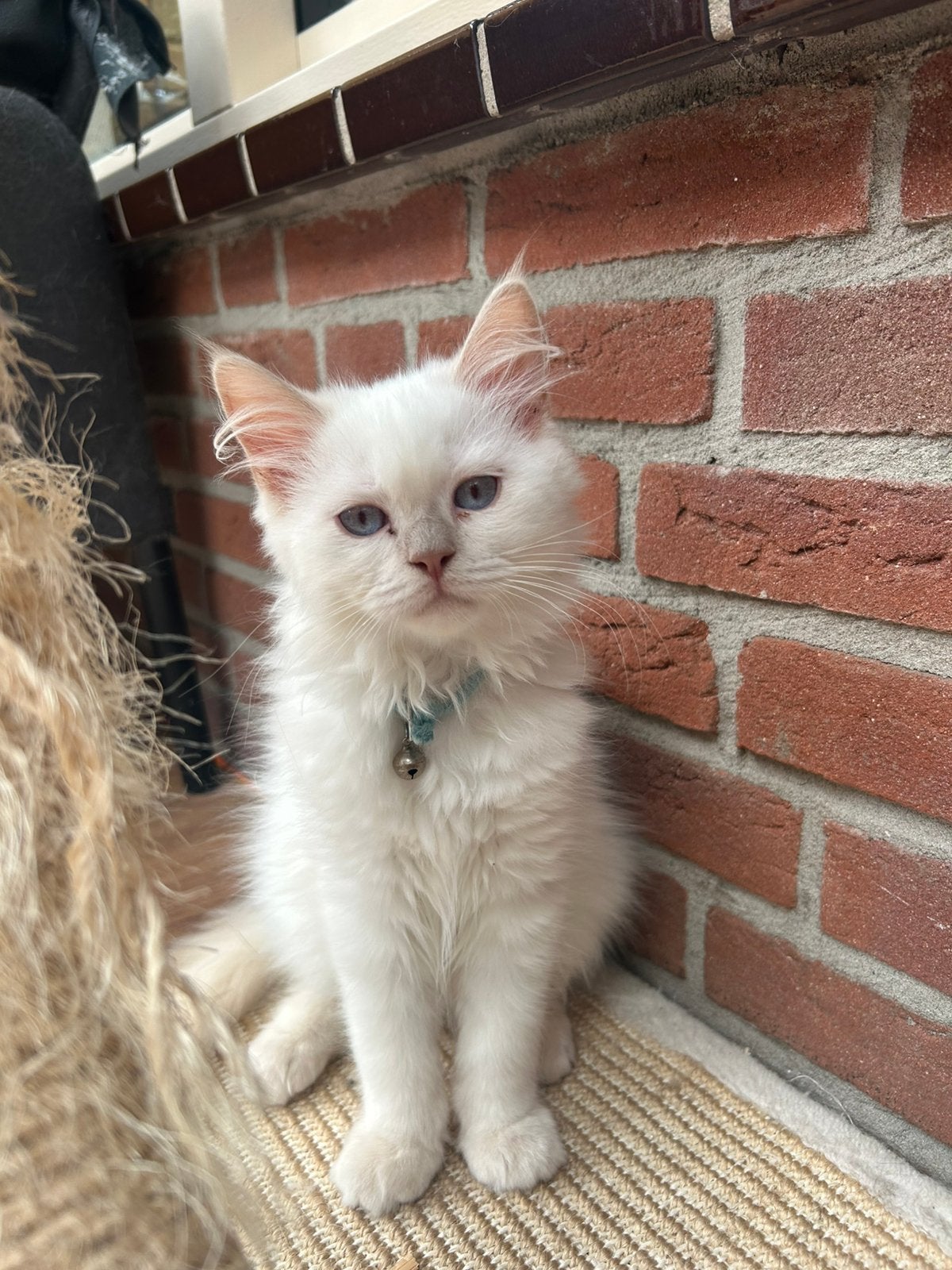 Lieve perzische kater, Kater, Ontwormd, 0 tot 2 jaar
