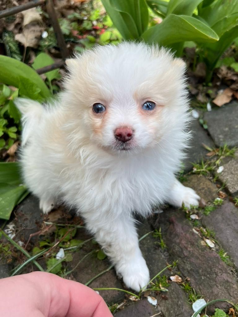Pomchi puppy reutje 💙🐾  pup pomeriaan x chihauhau, Dieren en Toebehoren, Reu, 8 tot 15 weken, Parvo, Eén hond