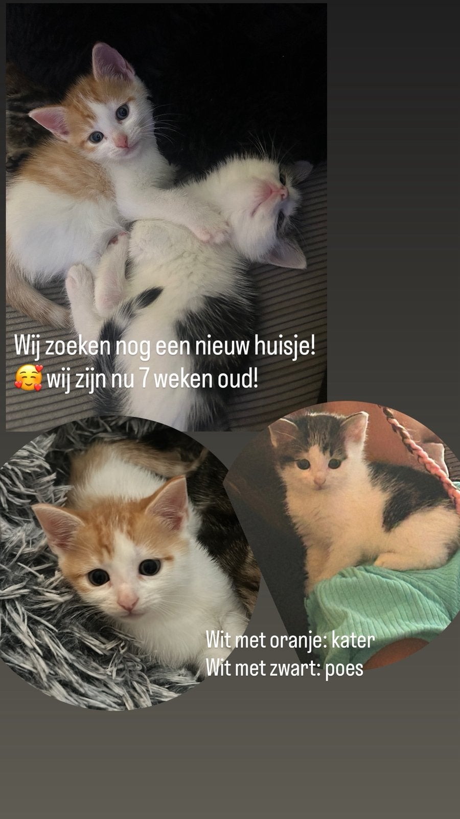 Kittens, Kater, Ontwormd, 0 tot 2 jaar