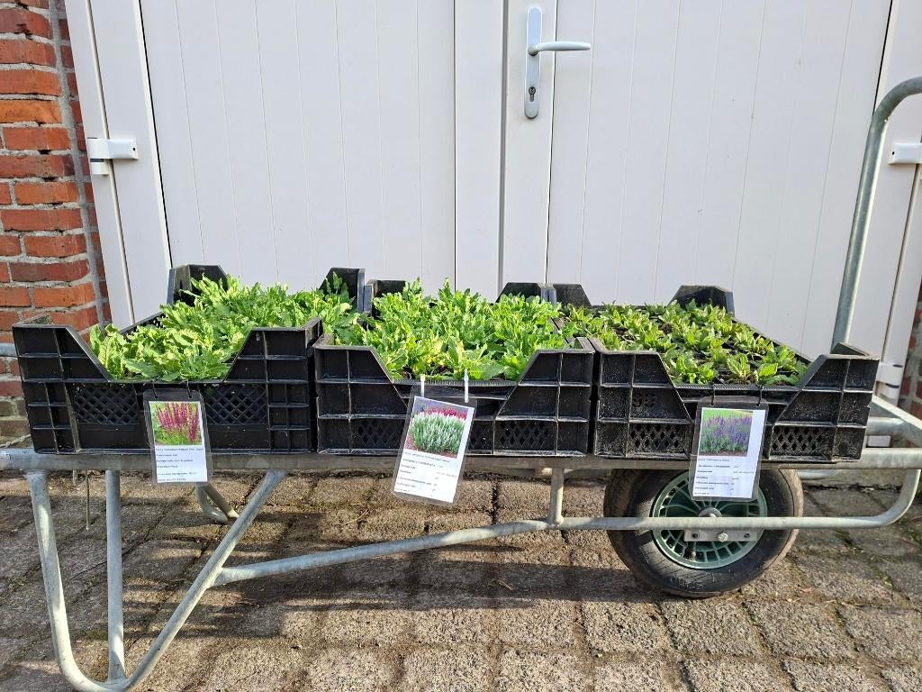 Mooie Soorten Salvia (Salie) in pot!, Ophalen, Overige soorten, Volle zon