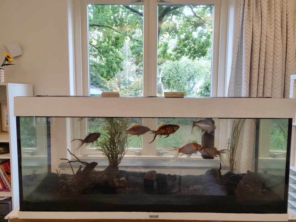 Aquarium Juwel 240L + 6 grote Shubunkin + heel veel exta, Ophalen, Gebruikt, Inclusief vissen, Gevuld zoetwateraquarium