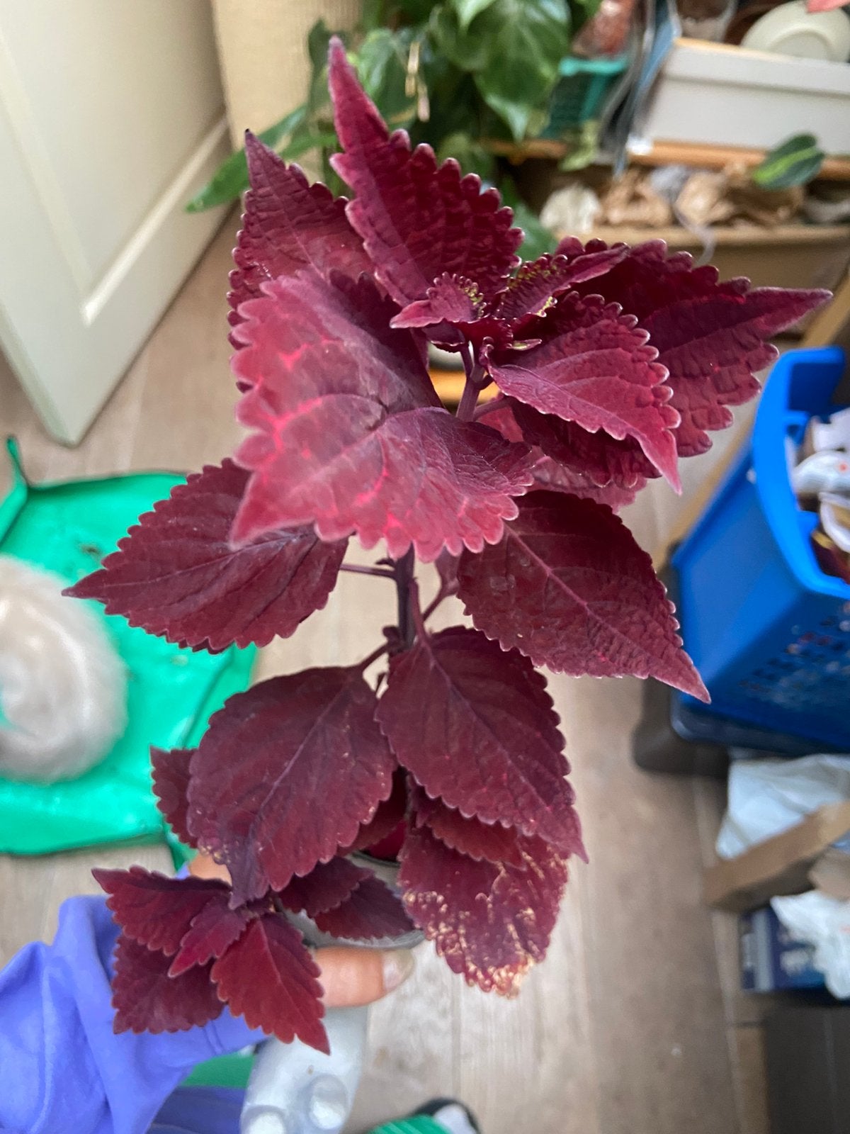 Roodkop coleus kopstek, Ophalen of Verzenden, Halfschaduw, Minder dan 100 cm