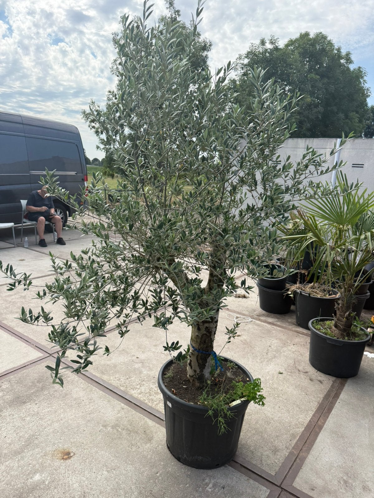 Rustieke olijfboom mooie stam 80 cm kruin 70 cm  pot 50liter, 100 tot 250 cm, Olijfboom, Zomer, Ophalen