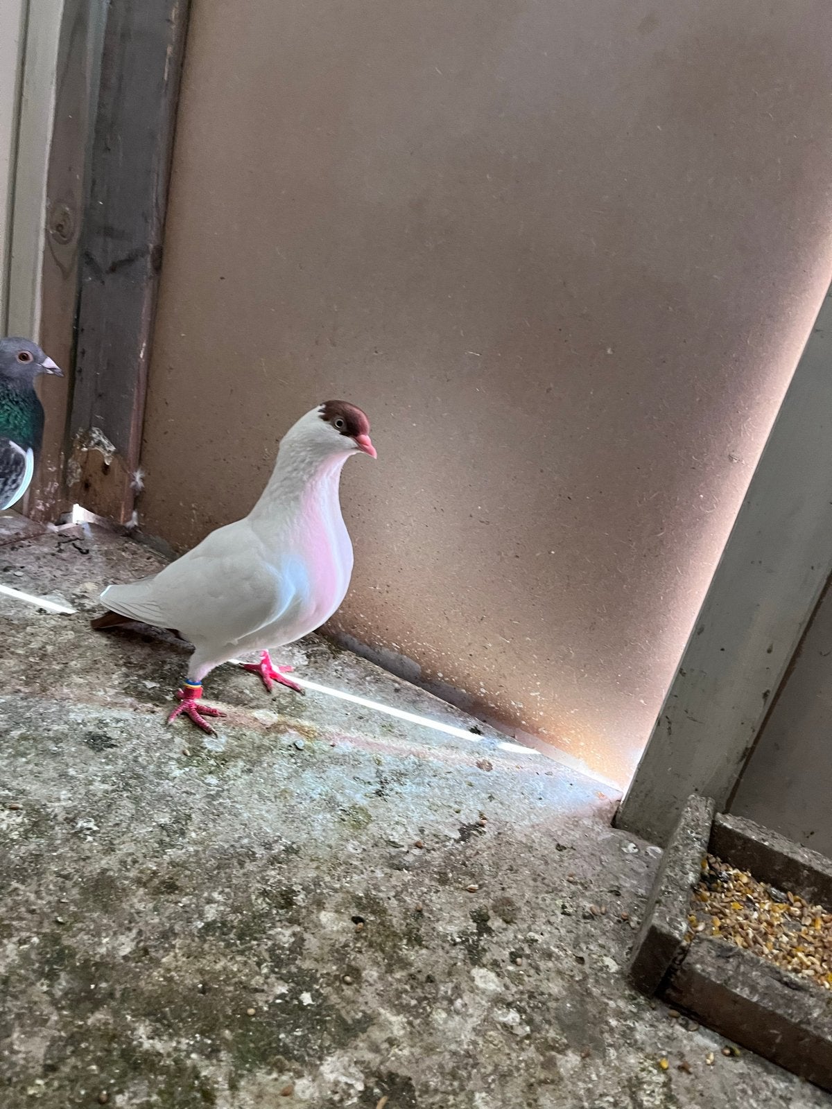 Mooie duiven koppel en los duiven, Meerdere dieren, Overige soorten