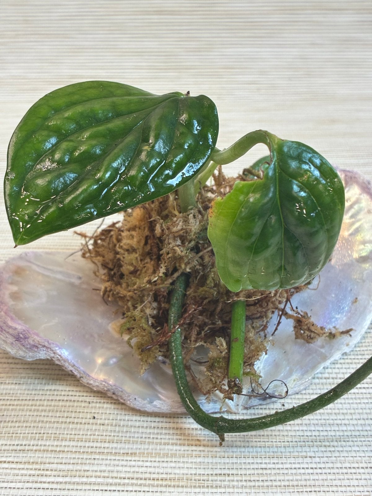 Monstera Peru gewortelde stek - Glanzend donkergroene blad, Huis en Inrichting, Kamerplanten, Overige soorten, Minder dan 100 cm