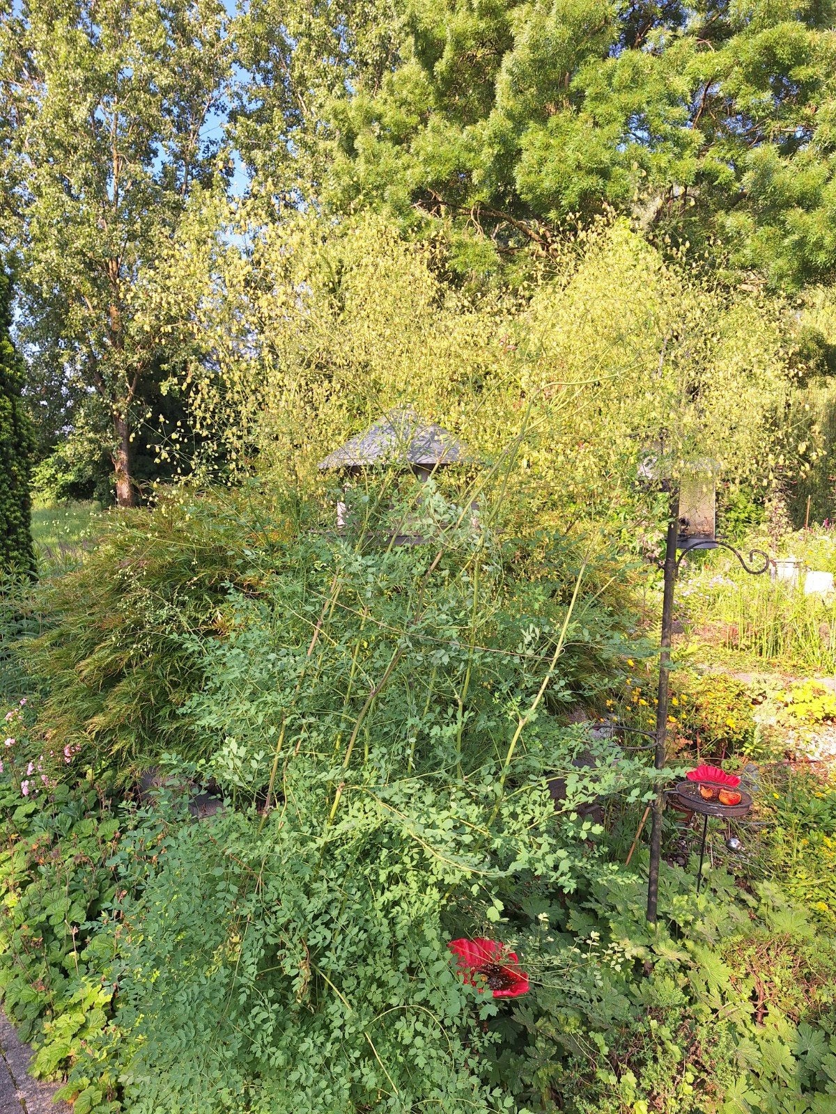 vaste plant zacht gele transparante wijnruit Thalictrum dela, Vaste plant, Halfschaduw, Zomer, Ophalen