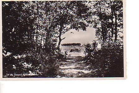 Ansichtkaart 	Westerbork	In de Bossen, Verzenden, 1940 tot 1960, Gelopen, Drenthe