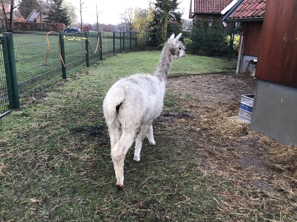 Alpaca merrie, Mei, Vrouwelijk