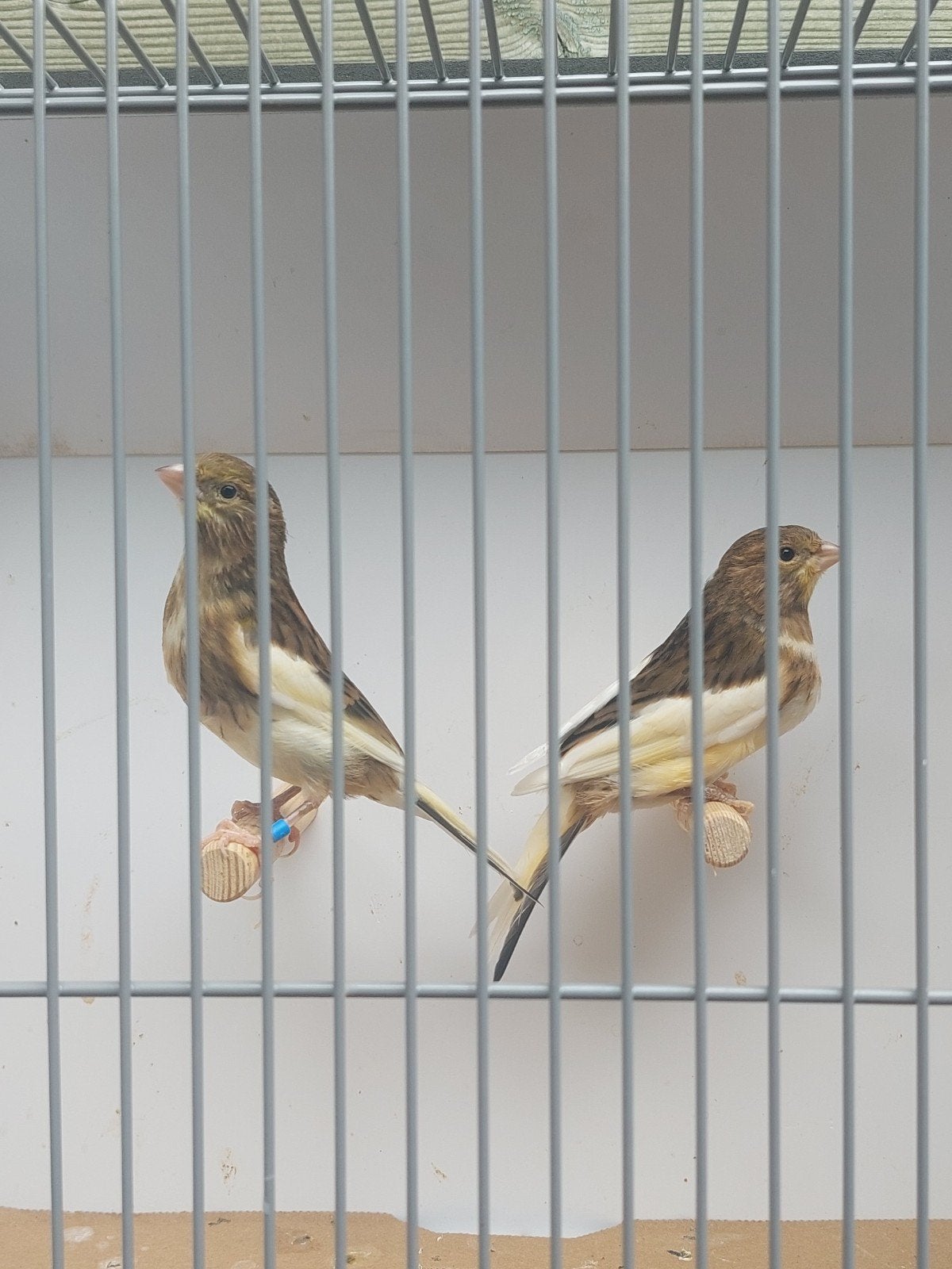 Mooi koppel bonte kanaries 2026 ., Dieren en Toebehoren, Vogels | Kanaries, Meerdere dieren, Kleurkanarie