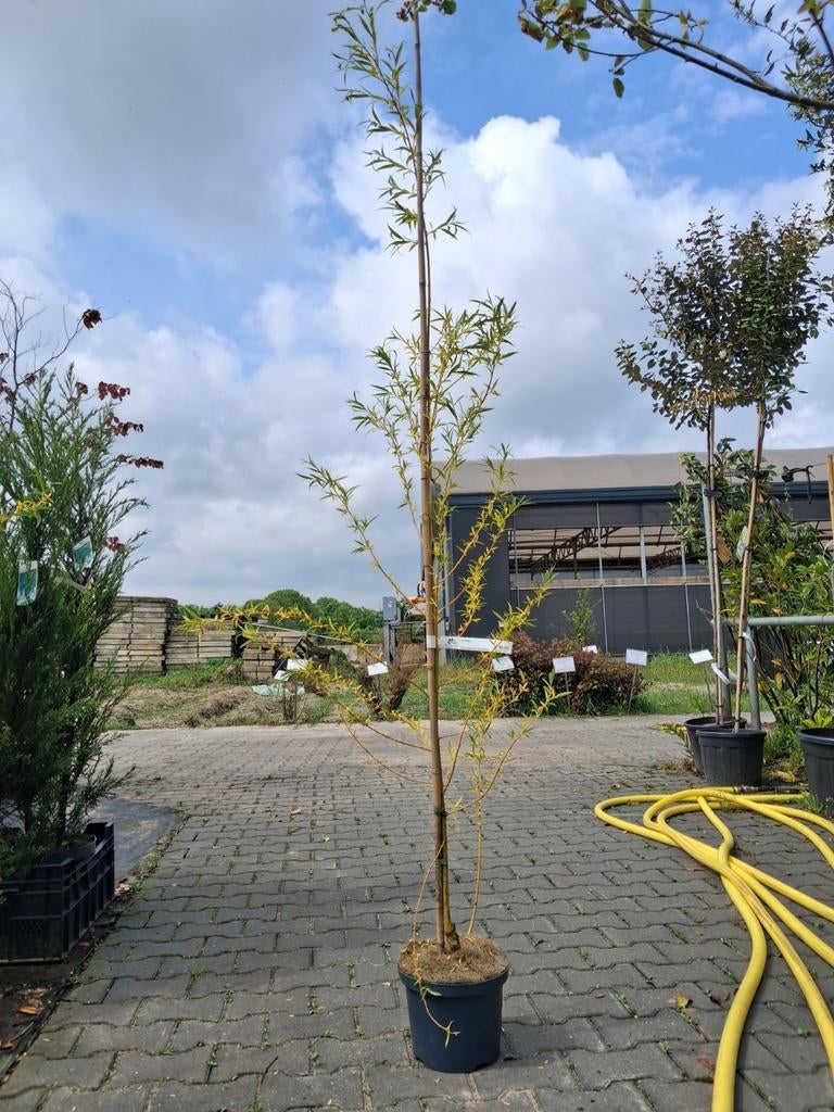 Salix Sepulcralis 'Chrysocoma' - Treurwilg in pot, In pot, Halfschaduw, Lente, 100 tot 250 cm