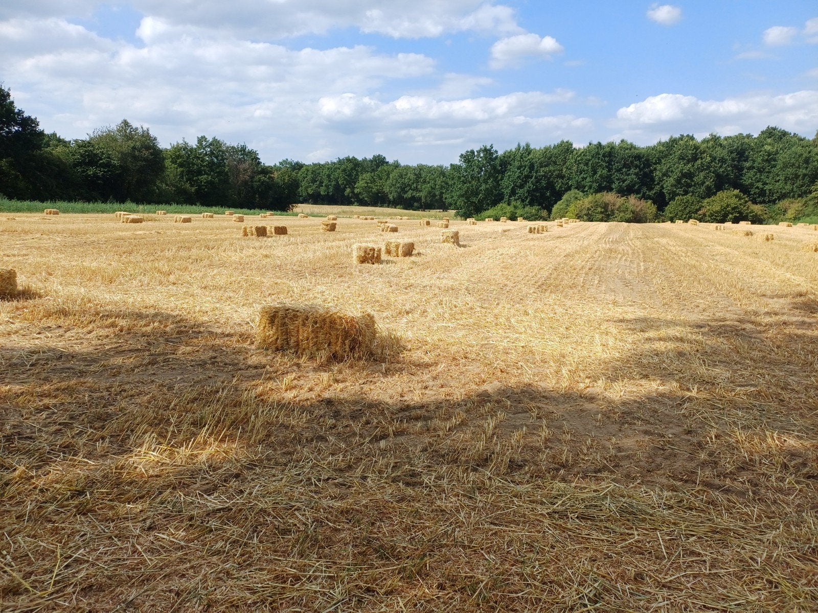 Kleine pakjes haverstro, Dieren en Toebehoren, Ophalen