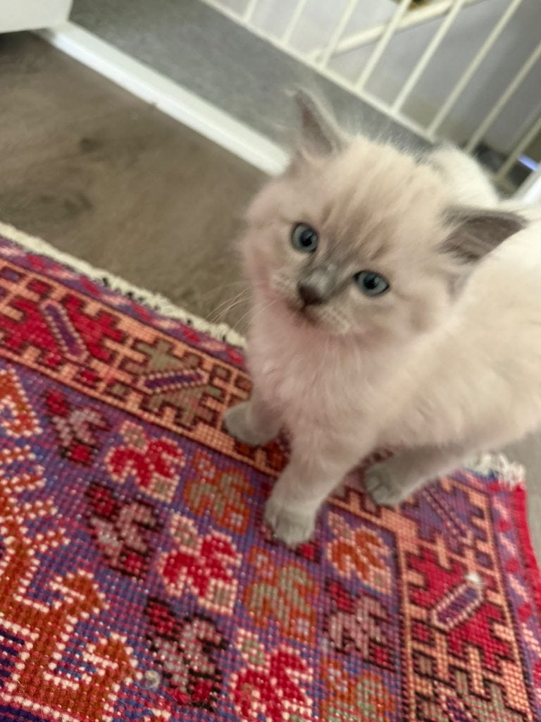 2 Raszuivere Ragdoll Blue Point Kittens | Raszuivere ouders, Kater, Ontwormd