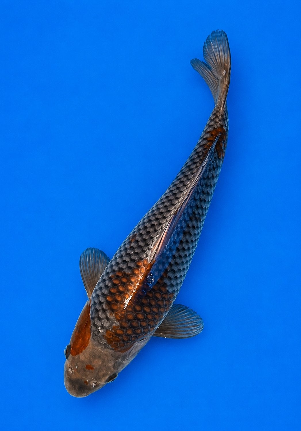 Japanse koi - Ochiba, Dieren en Toebehoren, Karper of Koi