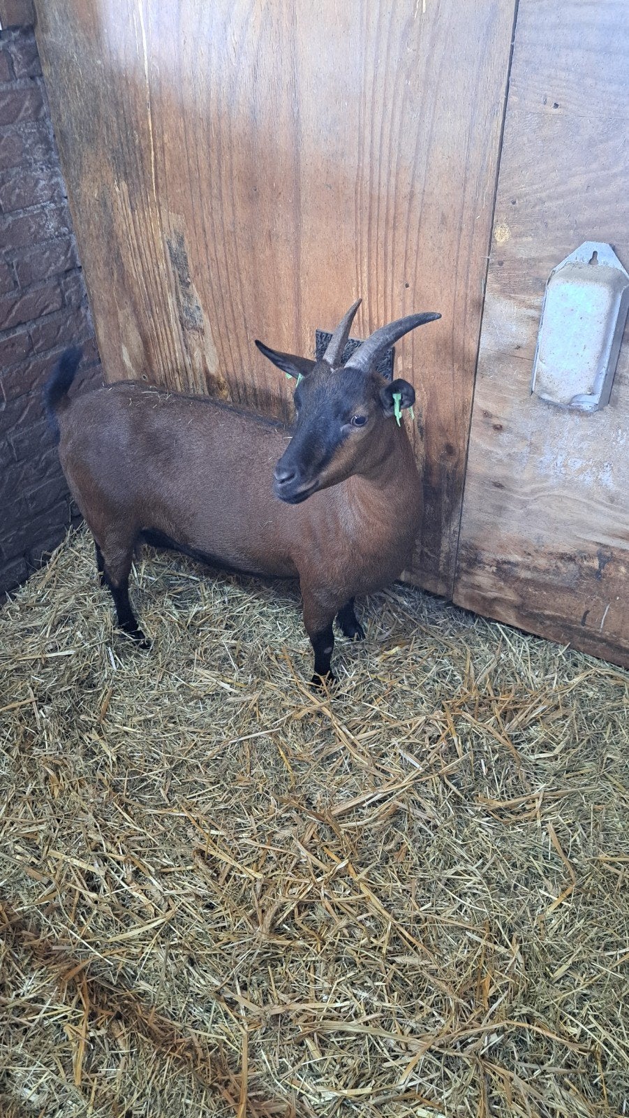 Dwerggeit, Dieren en Toebehoren, Vrouwelijk, Geit