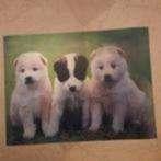 3d poster Hond /Kat, Rechthoekig Staand, Ophalen of Verzenden, Zo goed als nieuw, A1 t/m A3