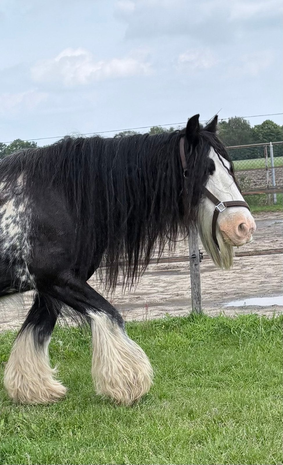 Blue Bell. Brave Tinker / Irish Cob merrie., Dieren en Toebehoren, Merrie