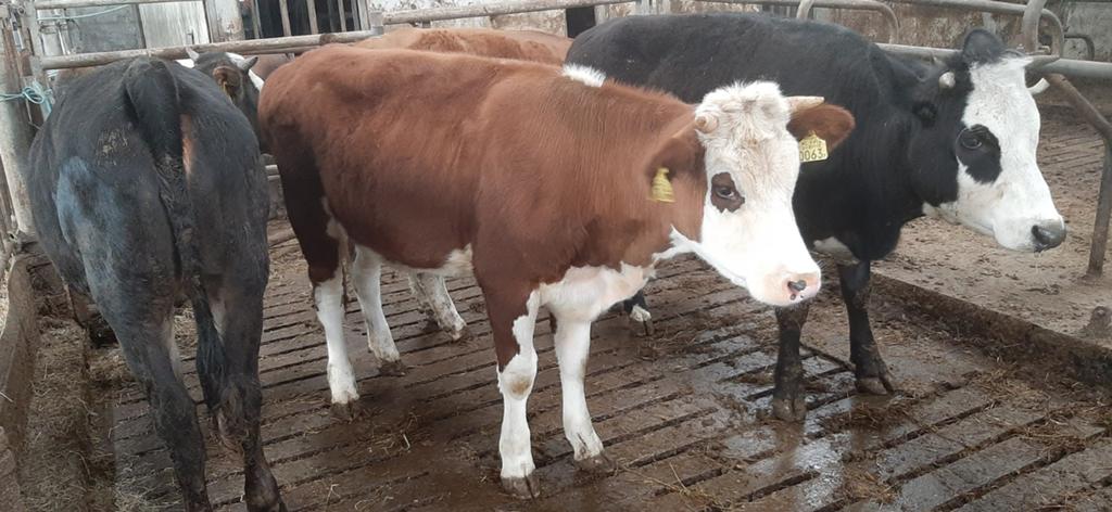 Vier beste witkop pinken., Dieren en Toebehoren, Vrouwelijk