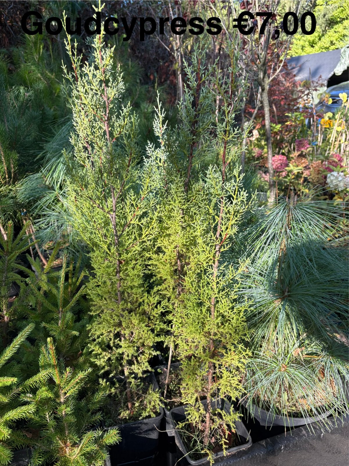 Goudcipres - Jonge Conifeer voor Tuin en Terras, Bloeit niet, Overige soorten, 100 tot 250 cm, Ophalen