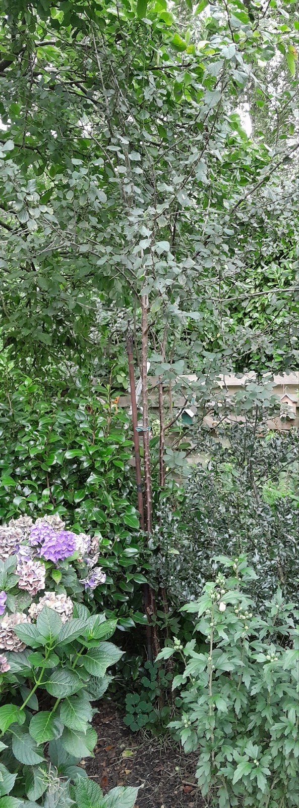 2 a 3 pruimenbomen..., Ophalen, 100 tot 250 cm, Pruimenboom