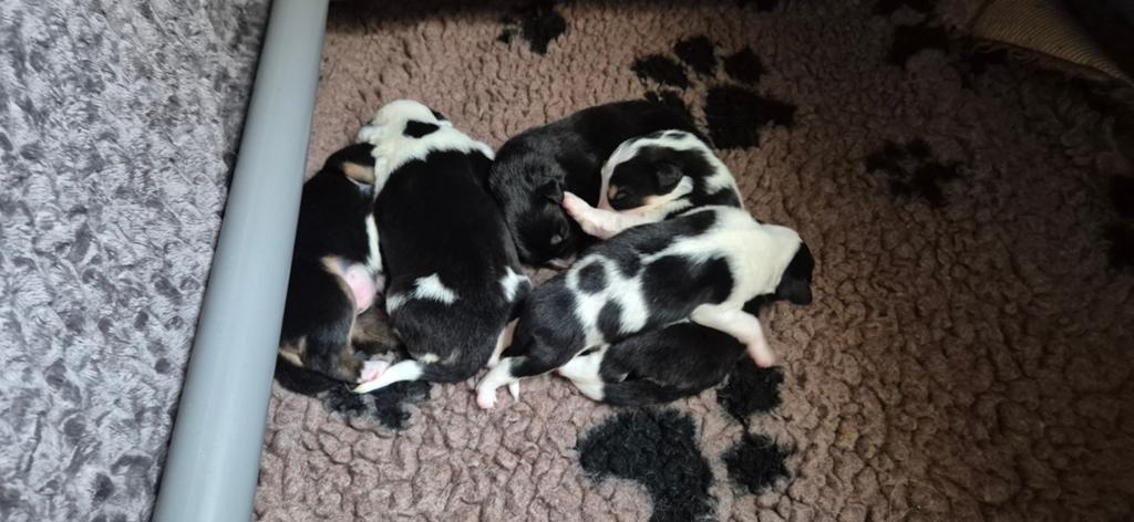 Australian shepherd / maremma mix puppy's, Dieren en Toebehoren, 8 tot 15 weken, Groot, Meerdere, Meerdere dieren