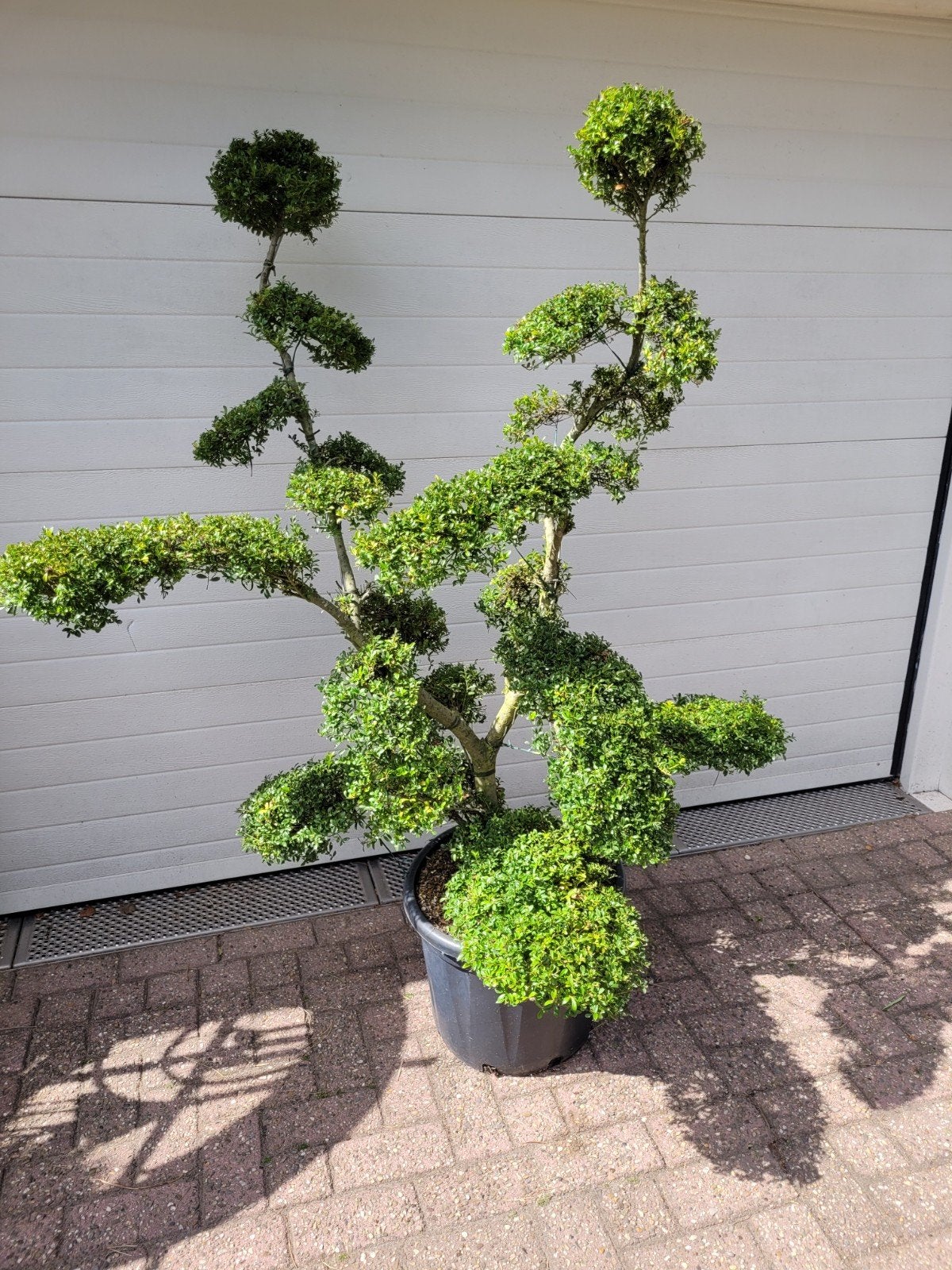 Ilex Kinmi Vormsnoei - Unieke Bonsai-achtige Struik, Volle zon, Vaste plant, Bloeit niet, Ophalen