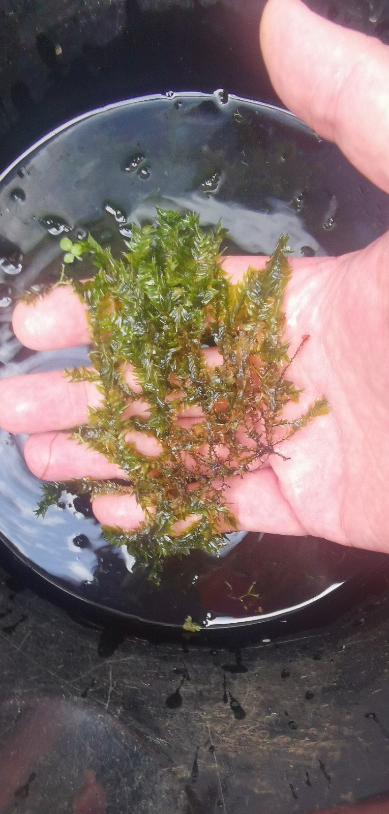 Gewoon Bronmos, aquarium Mos & planten, Dieren en Toebehoren, Ophalen of Verzenden, Nieuw, Plant(en), Steen of Hout