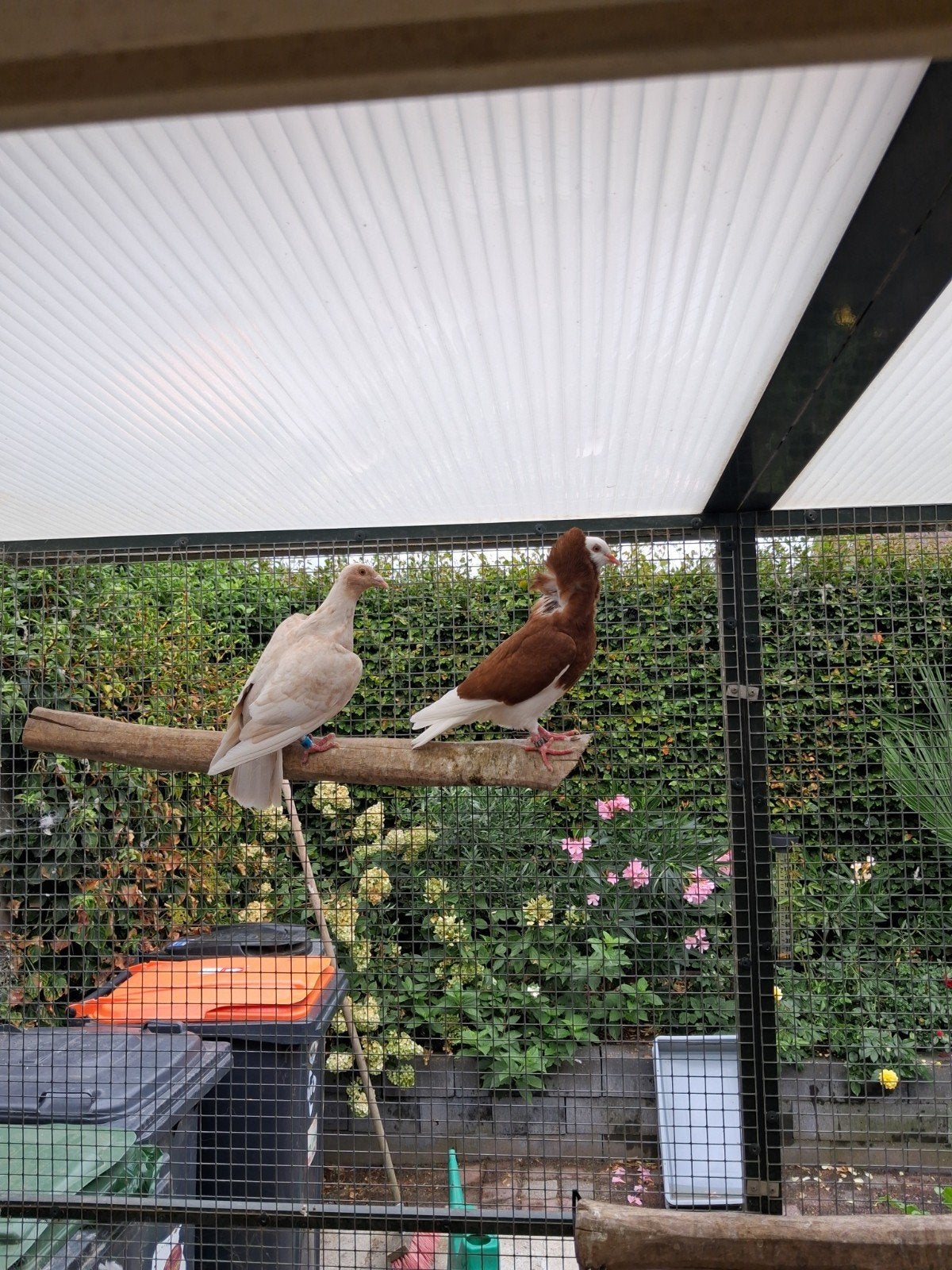 meerdere jongen oud Hollandse kapucijners, Dieren en Toebehoren, Vogels | Duiven, Meerdere dieren, Overige soorten