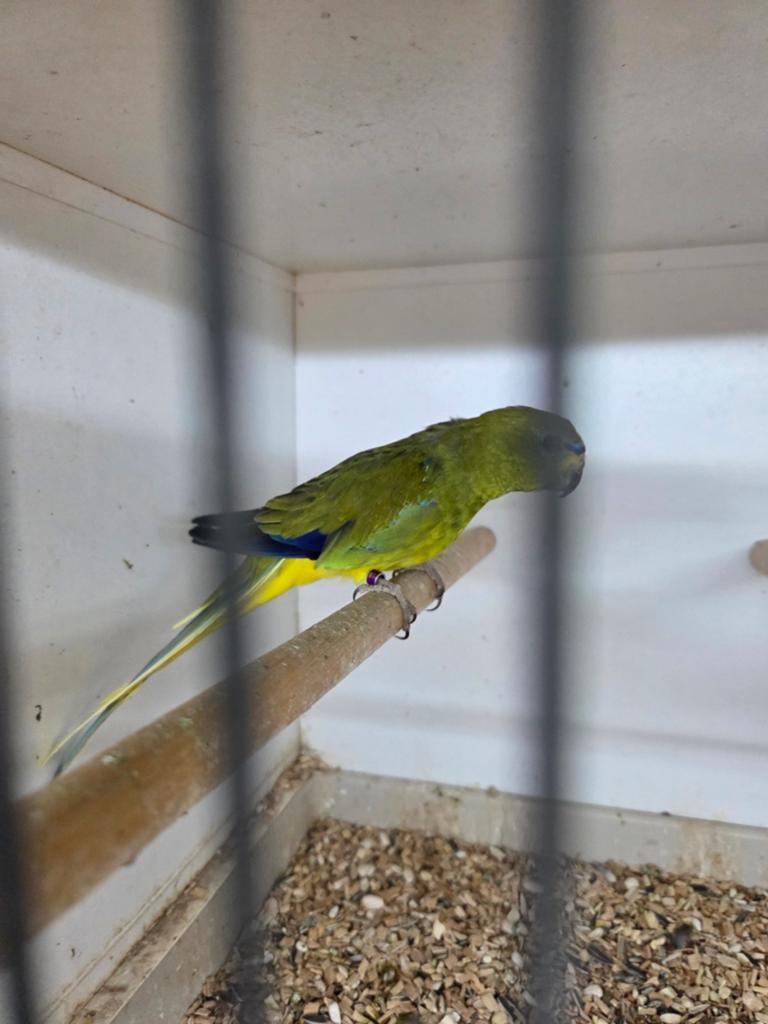 Elegant pop, Dieren en Toebehoren, Vogels | Parkieten en Papegaaien, Vrouwelijk, Parkiet