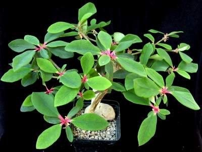 Caudex Euphorbia Mahabobokensis Madagaskar potmaat 13cm., Overige soorten, In pot, Minder dan 100 cm, Bloeiende kamerplant